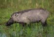 आजमगढ़: जंगली सुअर के हमले से एक की मौत, दो गंभीर, आधा दर्जन घायल