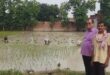 गाजीपुर: धान की रोपाई करते समय रखे सावधनियाँ : प्रो.रवि प्रकाश