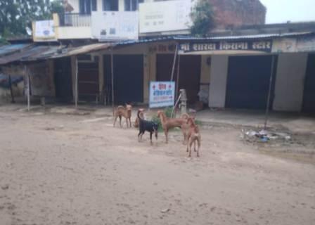 नंदगंज बाजार में आवारा कुत्तों का बढ़ा आतंक, स्कूली बच्चों में दहशत